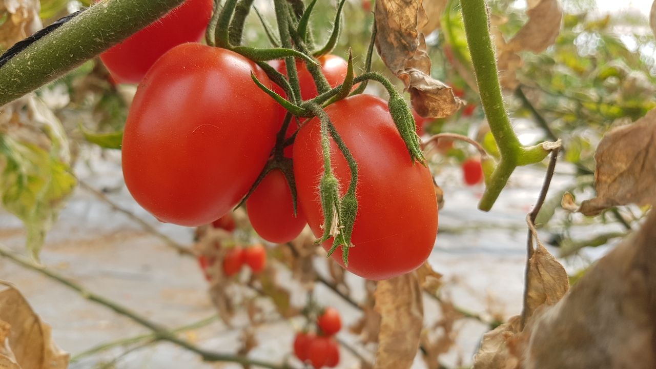 עגבניות מהחממה